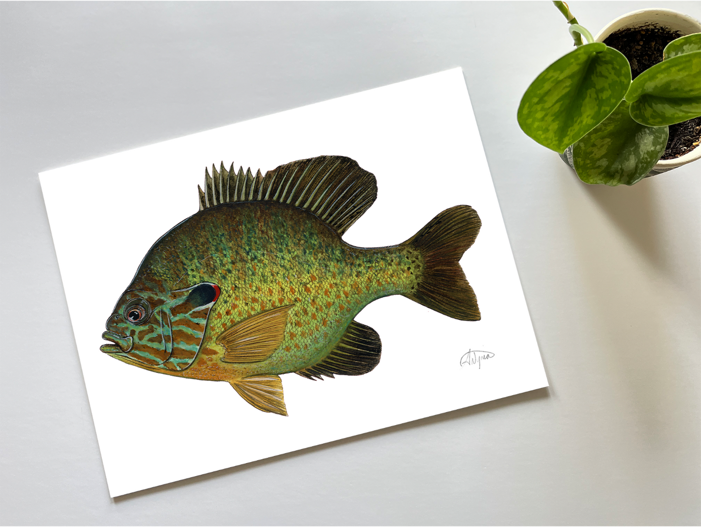 Pumpkinseed Print