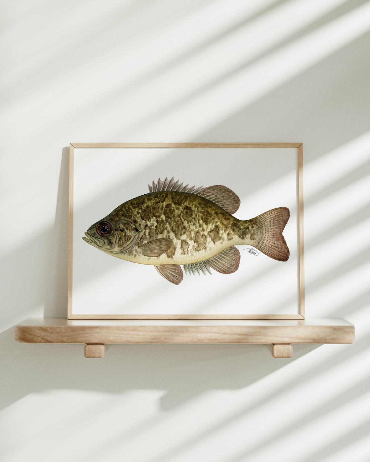 Rock Bass Print