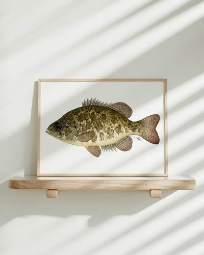 Rock Bass Print