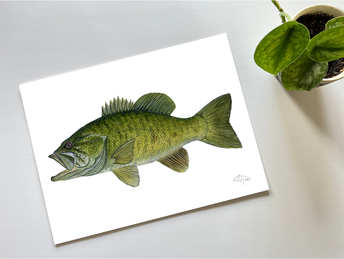 Smallmouth Bass Print “Casting Call”