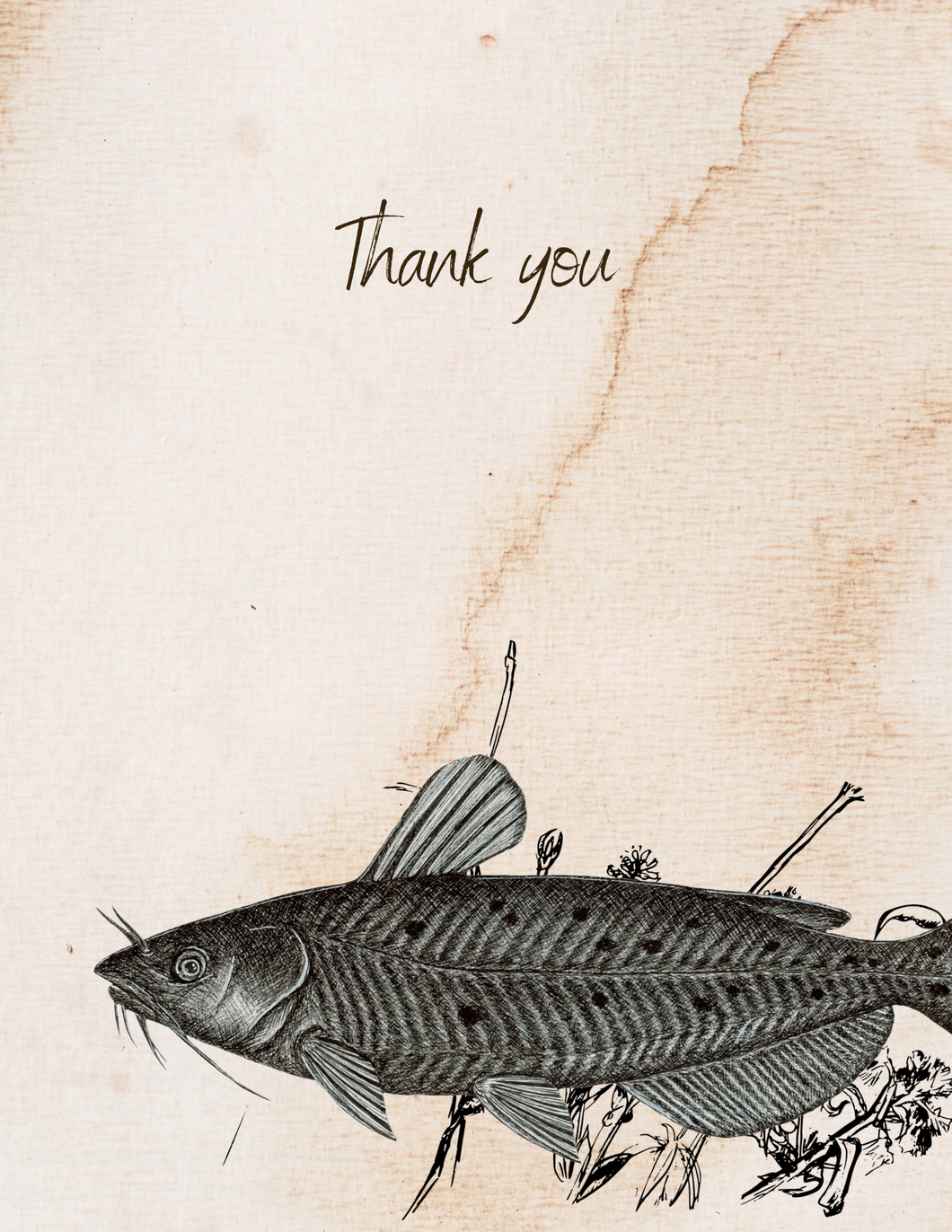 Channel Catfish - Thank You