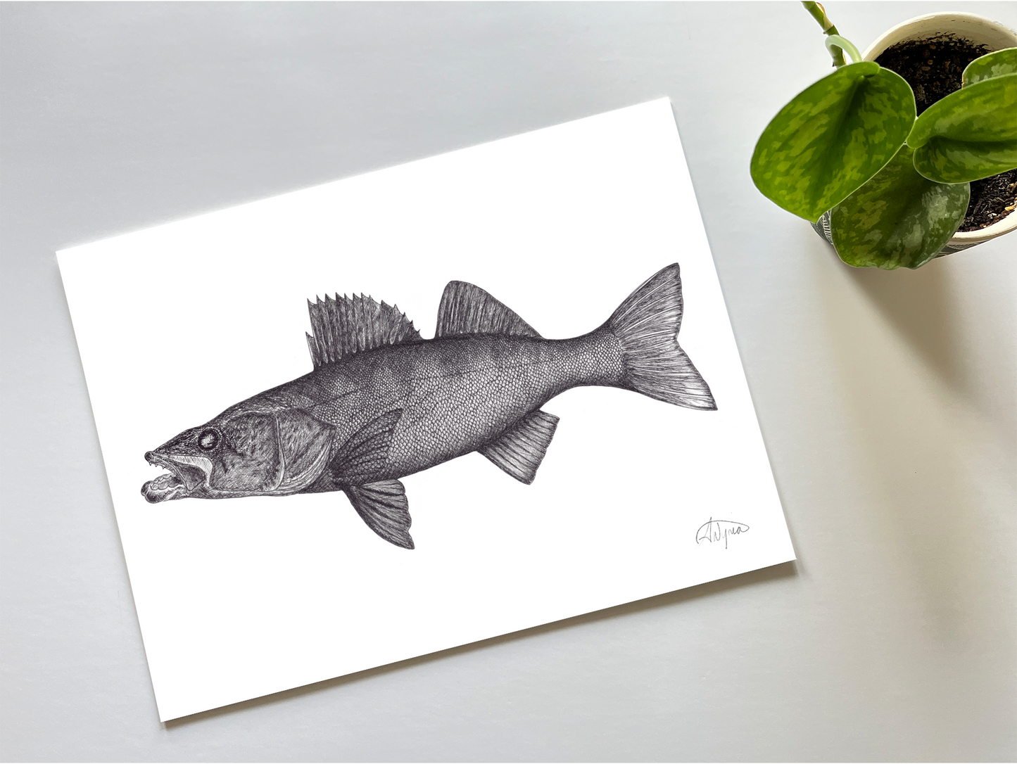 Walleye Pen & Ink Print