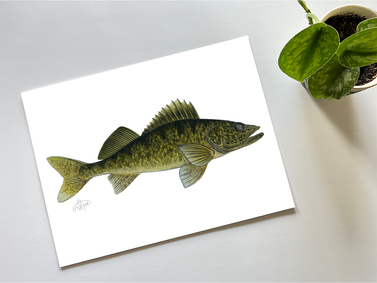 Walleye Watercolour Print