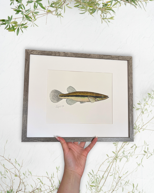 Blackstripe Topminnow - Original Watercolour Painting
