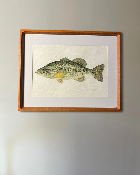 Largemouth Bass - Original Watercolour Painting