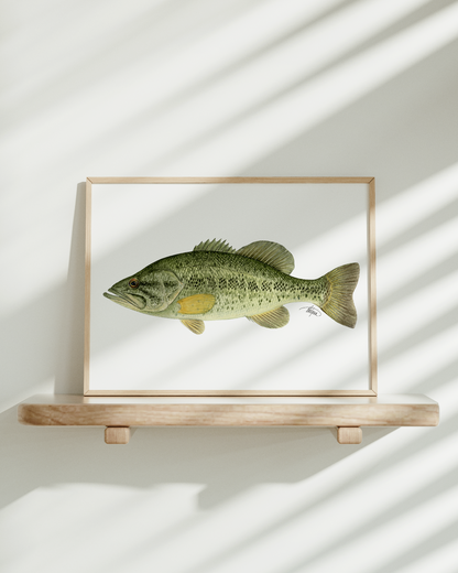 Largemouth Bass Print