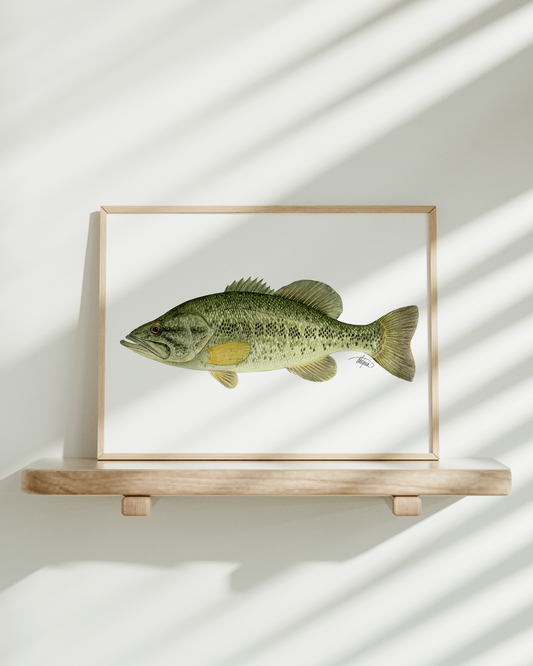 Largemouth Bass Print