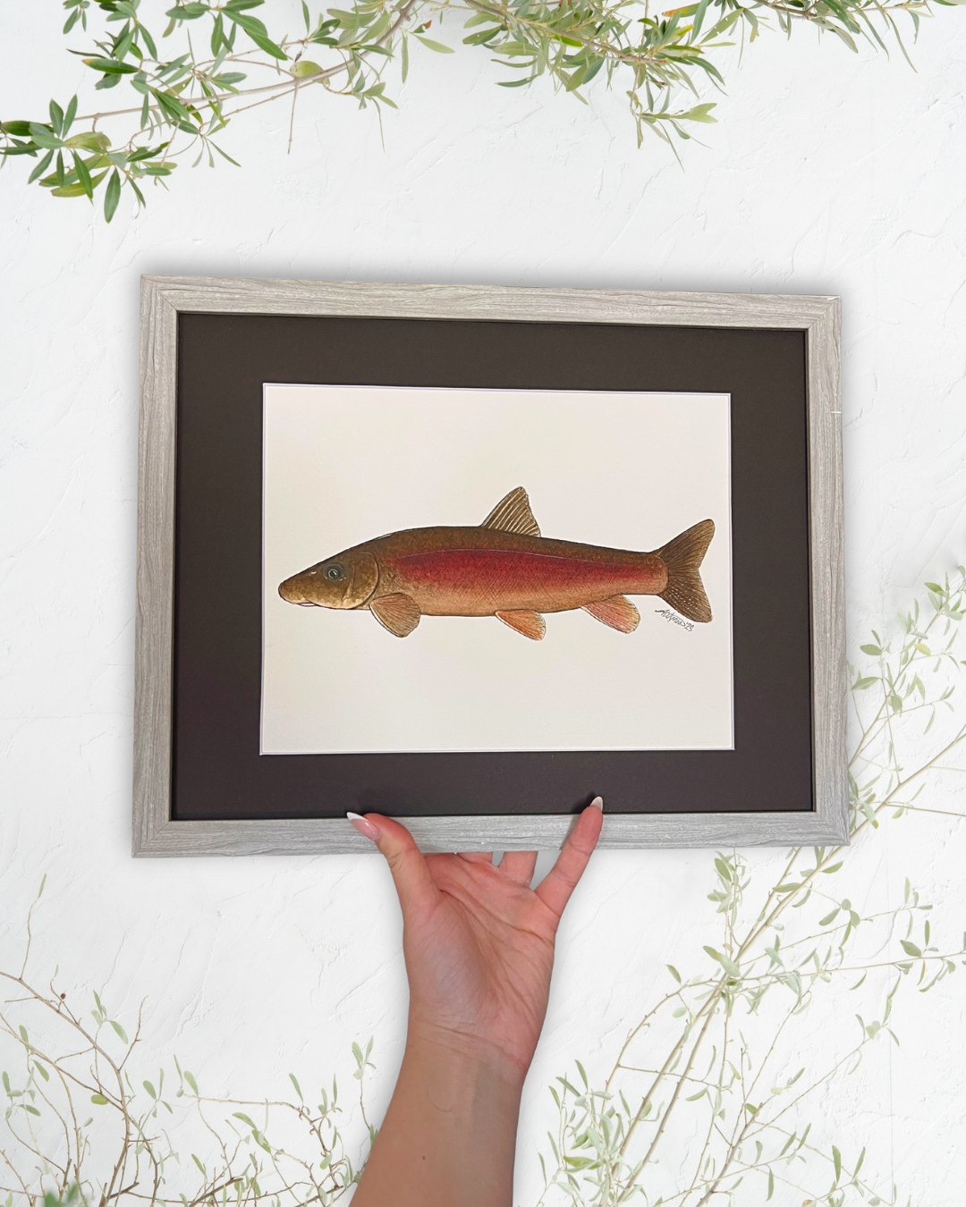 Longnose Sucker - Original Watercolour Painting