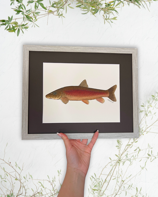 Longnose Sucker - Original Watercolour Painting