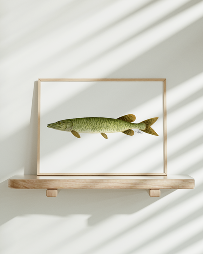 Muskellunge Print