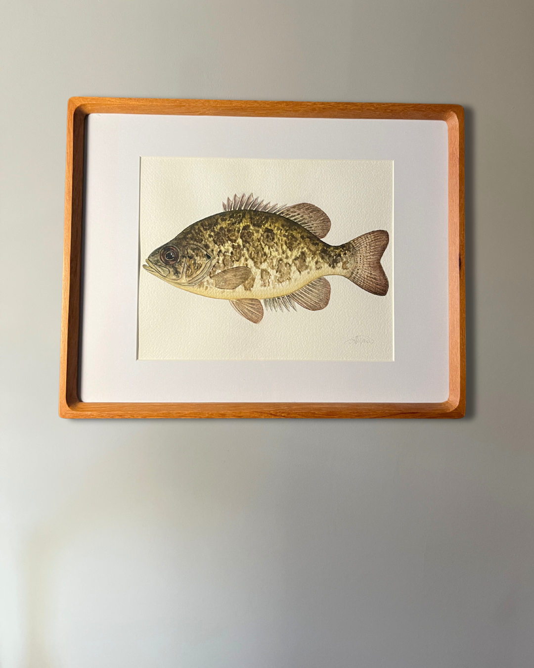 Rock Bass - Original Watercolour Painting