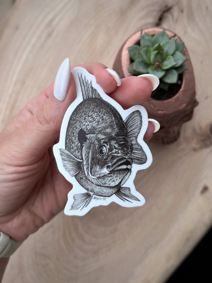 “Curiosity” Bluegill Vinyl Sticker