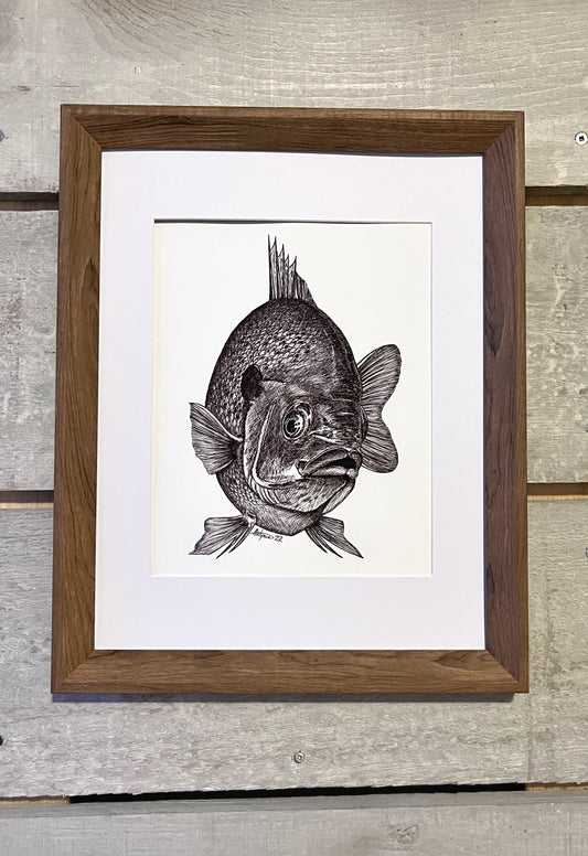 « Curiosité » Bluegill Original (8x10)