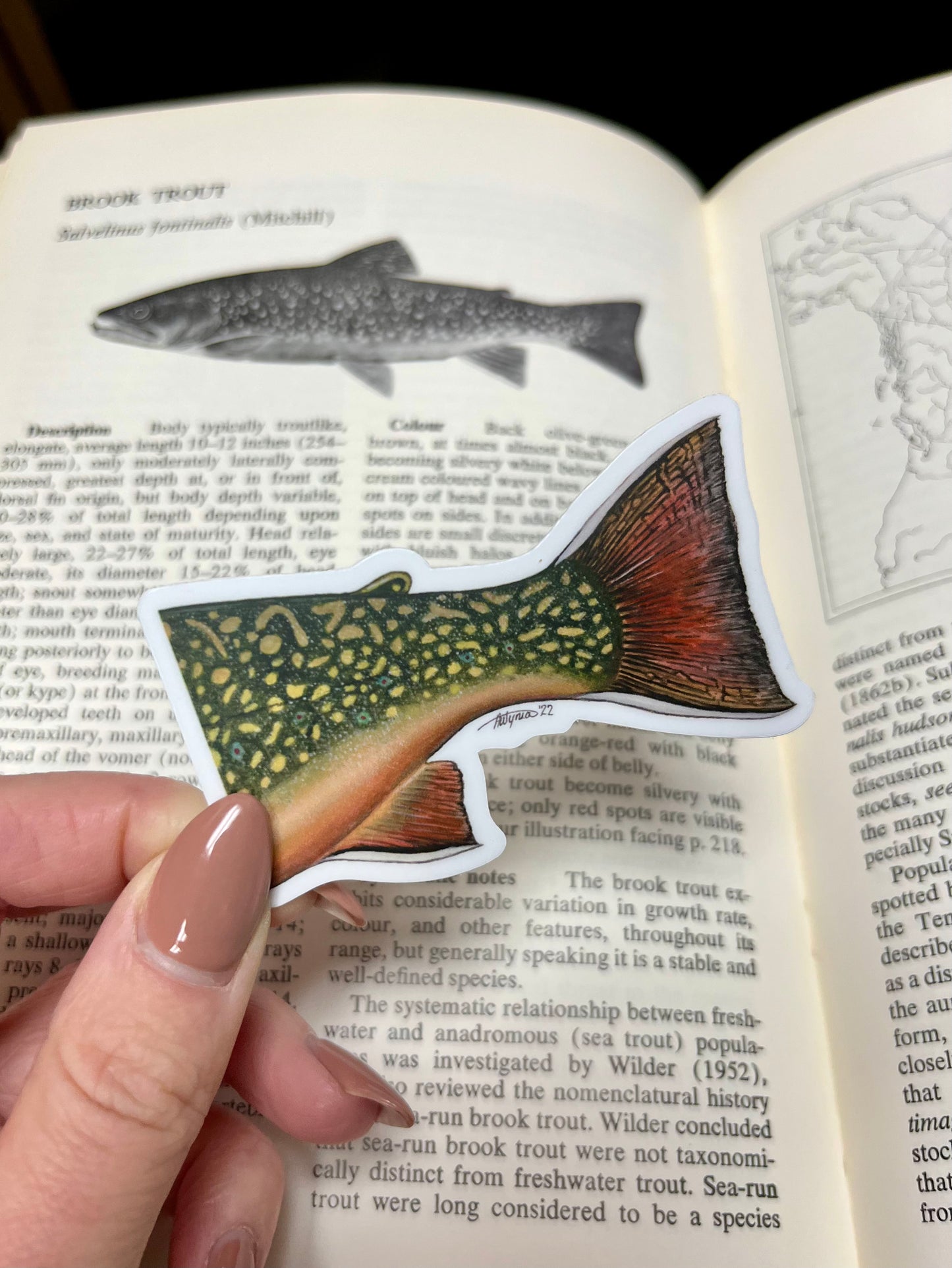 Brook Trout “Adipose” Vinyl Sticker